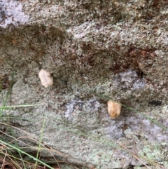 Mantidae - egg case (family) at Bookham, NSW - 14 Aug 2024 01:26 PM