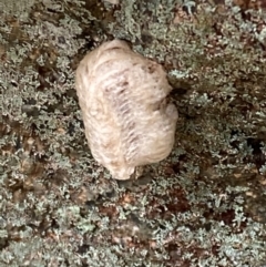 Mantidae - egg case (family) at Bookham, NSW - 14 Aug 2024 01:26 PM