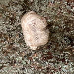 Mantidae - egg case (family) at Bookham, NSW - 14 Aug 2024 01:26 PM