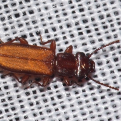 Platisus sp. (genus) (Flat bark beetle) at Sheldon, QLD - 14 Aug 2024 by PJH123