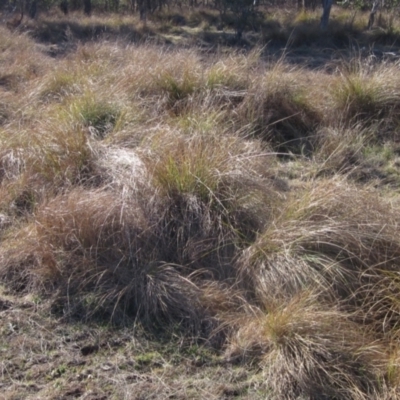 Carex appressa (Tall Sedge) at Whitlam, ACT - 11 Aug 2024 by pinnaCLE