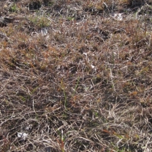 Themeda triandra at Whitlam, ACT - 11 Aug 2024