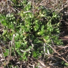 Leptorhynchos squamatus subsp. squamatus (Scaly Buttons) at Whitlam, ACT - 11 Aug 2024 by pinnaCLE