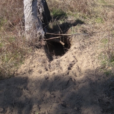 Vombatus ursinus (Bare-nosed Wombat) at Hawker, ACT - 11 Aug 2024 by pinnaCLE