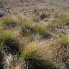 Carex appressa (Tall Sedge) at Hawker, ACT - 11 Aug 2024 by pinnaCLE