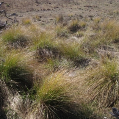 Carex appressa (Tall Sedge) at Hawker, ACT - 11 Aug 2024 by pinnaCLE