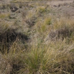 Carex appressa at Hawker, ACT - 11 Aug 2024 01:31 PM