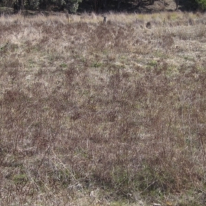 Hypericum perforatum at Hawker, ACT - 11 Aug 2024