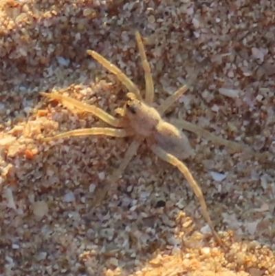 Unidentified Spider (Araneae) at Rollingstone, QLD - 14 Aug 2024 by lbradley