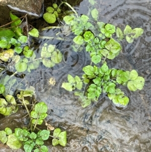 Rorippa nasturtium-aquaticum at Bookham, NSW - 14 Aug 2024 02:11 PM