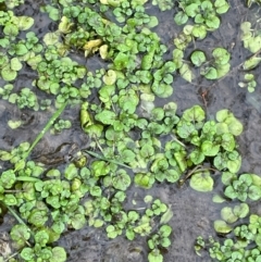 Rorippa nasturtium-aquaticum at Bookham, NSW - 14 Aug 2024