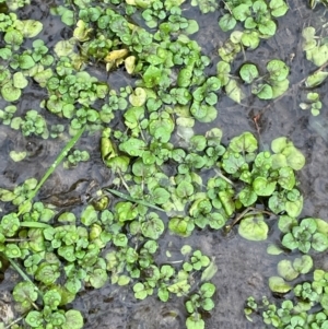 Rorippa nasturtium-aquaticum at Bookham, NSW - 14 Aug 2024 02:11 PM