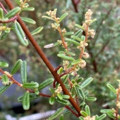 Pomaderris angustifolia (Pomaderris) at Bookham, NSW - 14 Aug 2024 by JaneR