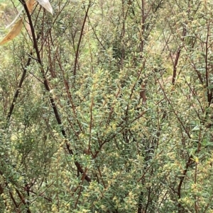 Pomaderris angustifolia at Bookham, NSW - 14 Aug 2024