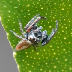 Opisthoncus sp. (genus) (Unidentified Opisthoncus jumping spider) at Hall, ACT - 12 Aug 2024 by Anna123