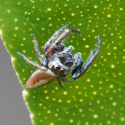 Opisthoncus sp. (genus) (Opisthoncus jumping spider) at Hall, ACT - 12 Aug 2024 by Anna123