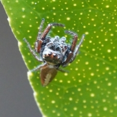 Opisthoncus sp. (genus) at Hall, ACT - 12 Aug 2024