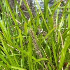 Lomandra longifolia (Spiny-headed Mat-rush, Honey Reed) at Bookham, NSW - 14 Aug 2024 by JaneR