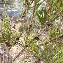 Callistemon sieberi (River Bottlebrush) at Bookham, NSW - 14 Aug 2024 by JaneR