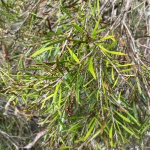 Callistemon sieberi at Bookham, NSW - 14 Aug 2024