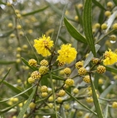 Acacia verniciflua (Varnish Wattle) at Bookham, NSW - 14 Aug 2024 by JaneR