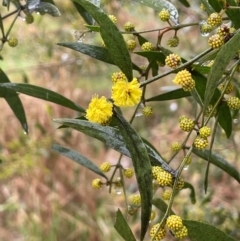 Acacia verniciflua at Bookham, NSW - 14 Aug 2024 02:23 PM