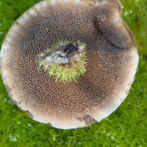 Coltricia sp. at Hawks Nest, NSW - 6 Aug 2024