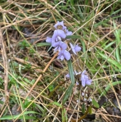 Hovea heterophylla (Common Hovea) at Bookham, NSW - 14 Aug 2024 by JaneR