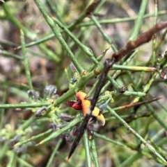 Daviesia genistifolia (Broom Bitter Pea) at Bookham, NSW - 14 Aug 2024 by JaneR