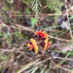 Dillwynia sp. Yetholme (P.C.Jobson 5080) NSW Herbarium at Bookham, NSW - 14 Aug 2024 by JaneR