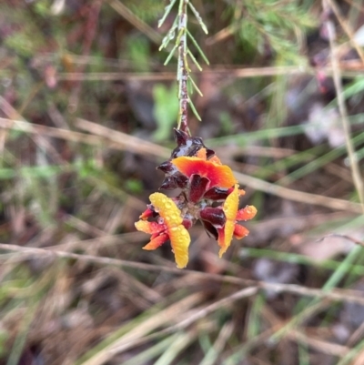 Dillwynia sp. Yetholme (P.C.Jobson 5080) NSW Herbarium at Bookham, NSW - 14 Aug 2024 by JaneR