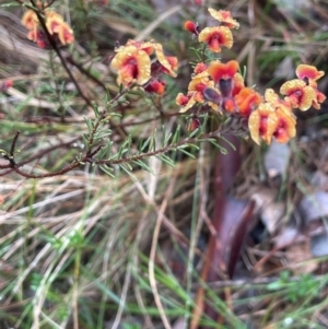 Dillwynia sp. Yetholme (P.C.Jobson 5080) NSW Herbarium at Bookham, NSW - 14 Aug 2024 11:02 AM