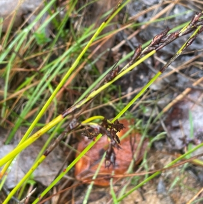 Lepidosperma laterale (Variable Sword Sedge) at Bookham, NSW - 14 Aug 2024 by JaneR