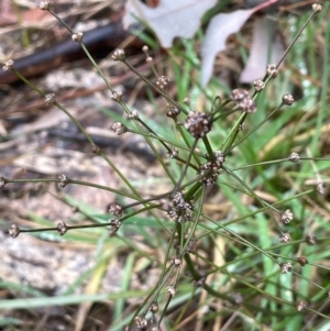 Lomandra multiflora at Bookham, NSW - 14 Aug 2024 11:40 AM