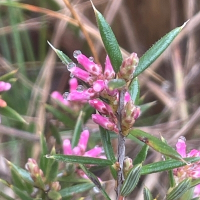 Lissanthe strigosa subsp. subulata (Peach Heath) at Bookham, NSW - 14 Aug 2024 by JaneR