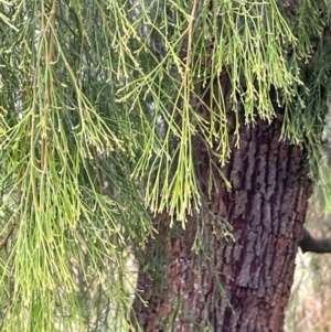 Exocarpos cupressiformis at Bookham, NSW - 14 Aug 2024