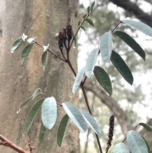 Indigofera australis subsp. australis at Bookham, NSW - 14 Aug 2024 11:24 AM