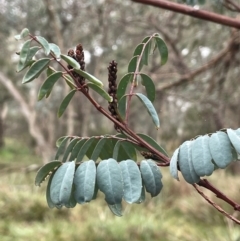 Indigofera australis subsp. australis at Bookham, NSW - 14 Aug 2024 11:24 AM