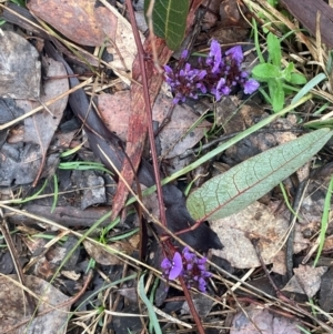 Hardenbergia violacea at Bookham, NSW - 14 Aug 2024