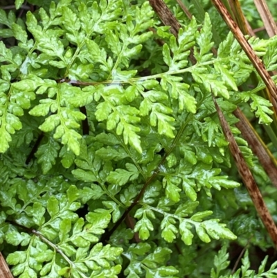 Cheilanthes austrotenuifolia (Rock Fern) at Bookham, NSW - 14 Aug 2024 by JaneR