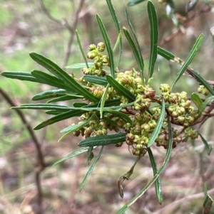 Dodonaea viscosa at Bookham, NSW - 14 Aug 2024