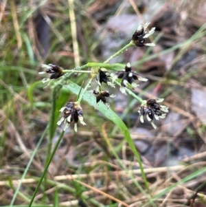 Luzula meridionalis at Bookham, NSW - 14 Aug 2024