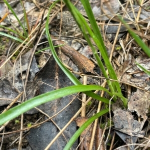 Luzula meridionalis at Bookham, NSW - 14 Aug 2024 10:50 AM