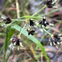 Luzula meridionalis at Bookham, NSW - 14 Aug 2024