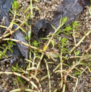 Crassula helmsii at Bookham, NSW - 14 Aug 2024