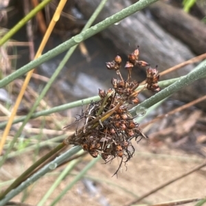 Juncus acutus at Bookham, NSW - 14 Aug 2024 01:31 PM