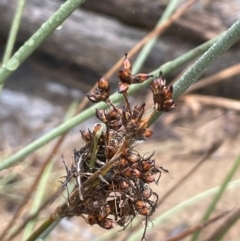 Juncus acutus at Bookham, NSW - 14 Aug 2024