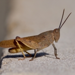 Goniaea australasiae at Acton, ACT - 14 Jan 2023 04:48 PM