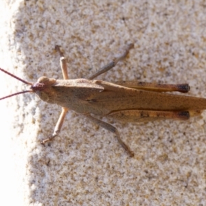 Goniaea australasiae at Acton, ACT - 14 Jan 2023 04:48 PM