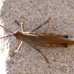 Goniaea australasiae at Acton, ACT - 14 Jan 2023 04:48 PM